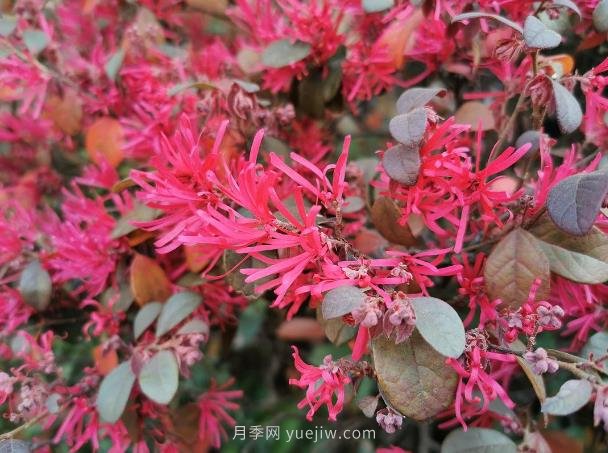 紅花檵木的養(yǎng)護(hù)管理(圖1)