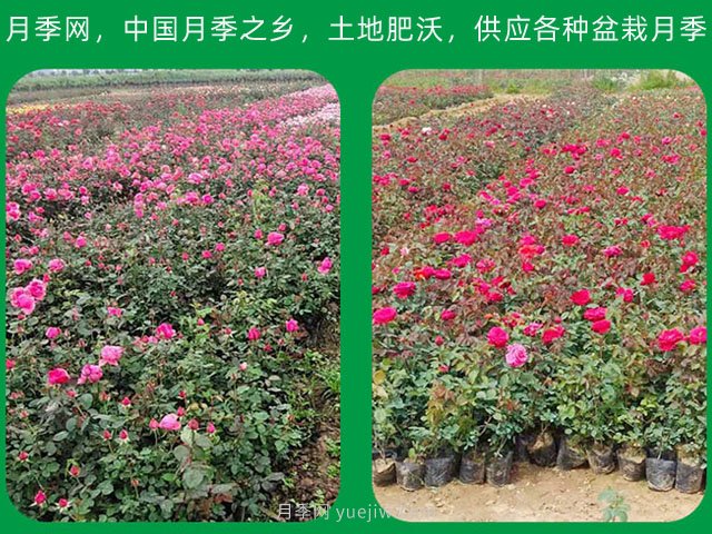 南陽苗木種植應(yīng)該注意那些？(圖1)