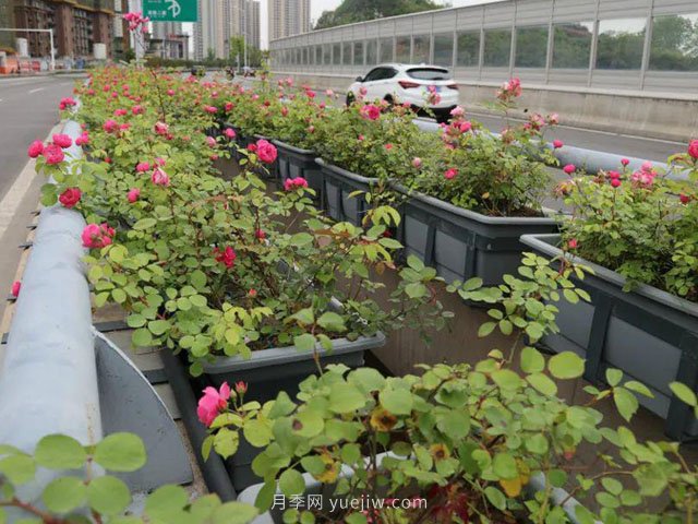為什么自家基地的苗木總是賣不出去？(圖1)