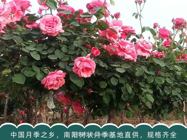 月季苗木一般是批發(fā)給誰了？(圖1)