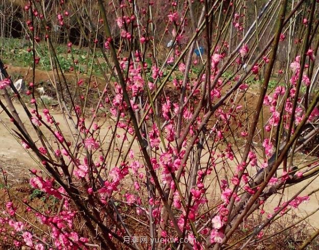 紅梅小苗什么時候栽植移栽(圖1)