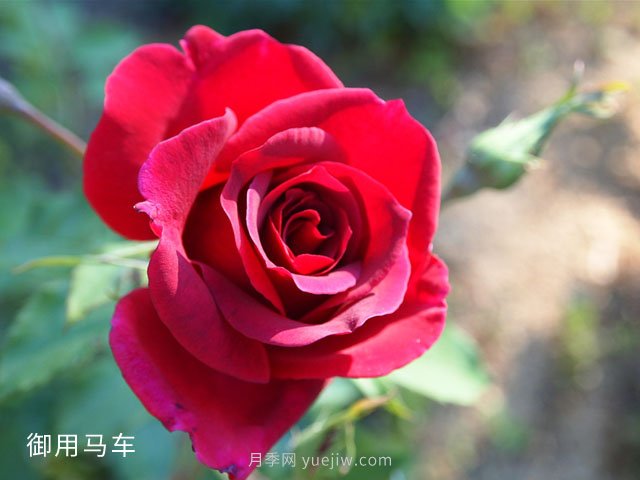 2米高御用馬車，紅色藤本月季南陽基地批發(fā)(圖1)