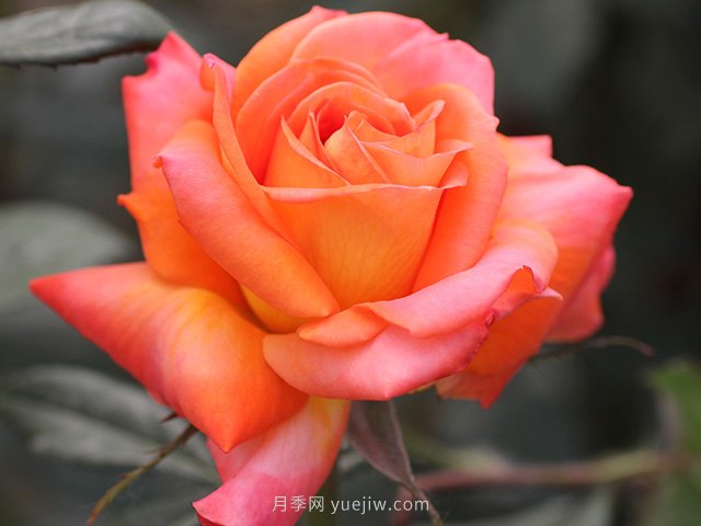 東方之子月季的優(yōu)缺點(diǎn)是什么？(圖1)