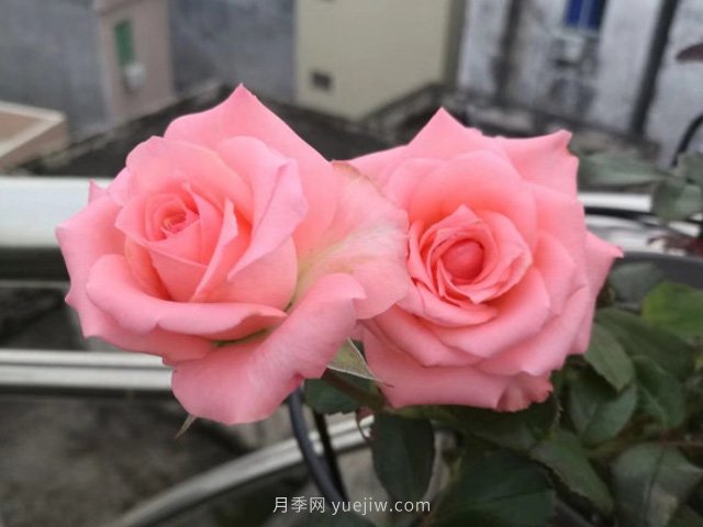 戴安娜月季/黛安娜玫瑰(圖4)