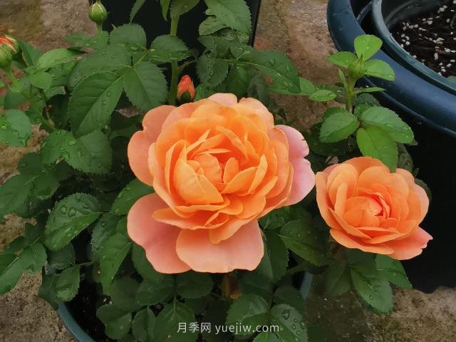 新手養(yǎng)月季，不能錯過入門級的果汁陽臺(圖1)