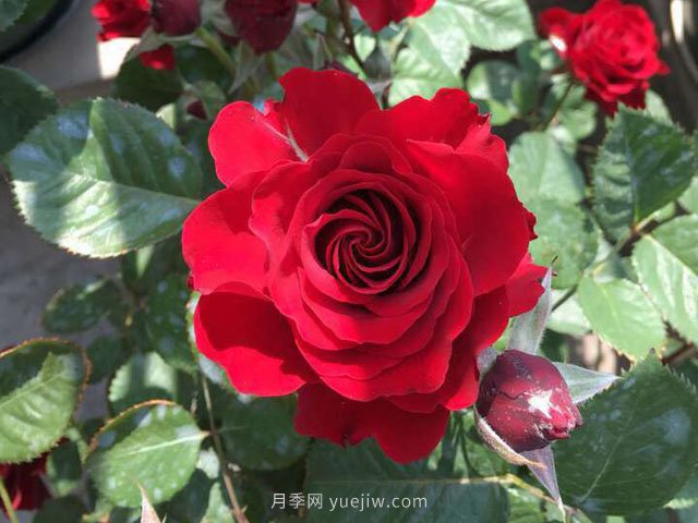 日蝕王陽臺月季的優(yōu)缺點是什么？(圖1)