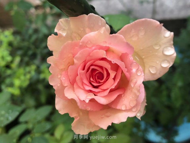 藤本月季強烈推薦羅衣，顏美而且濃香(圖1)