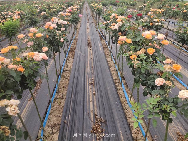 苗木假植與真植一樣重要嗎？(圖1)