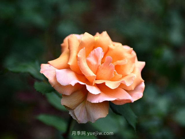 適合高速公路護(hù)坡的灌木花木都有哪些？(圖1)