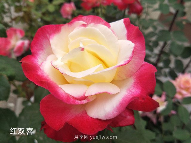 新手月季花友買什么品種？給大家分享5種經(jīng)典品種(圖1)