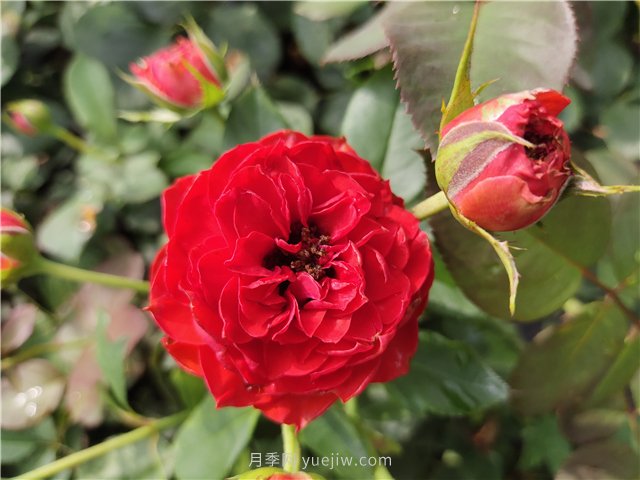 新手月季花友買什么品種？給大家分享5種經(jīng)典品種(圖3)