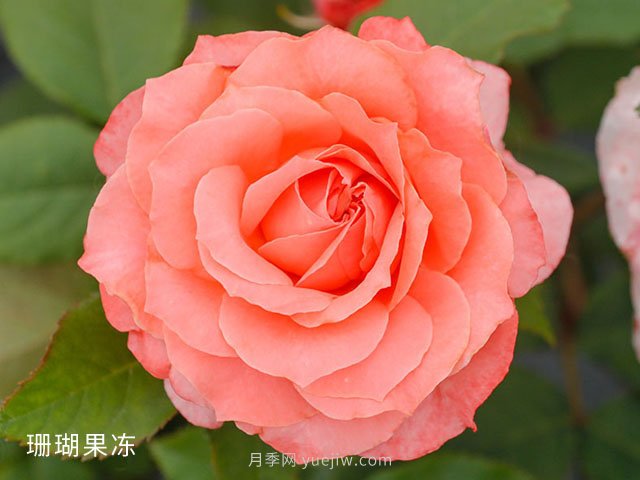 新手月季花友買什么品種？給大家分享5種經(jīng)典品種(圖4)