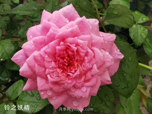 推薦5個漂亮月季品種適合秋天養(yǎng)，耐熱耐寒性都優(yōu)秀(圖1)
