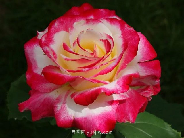 3個技巧，讓月季更美麗更濃香(圖1)
