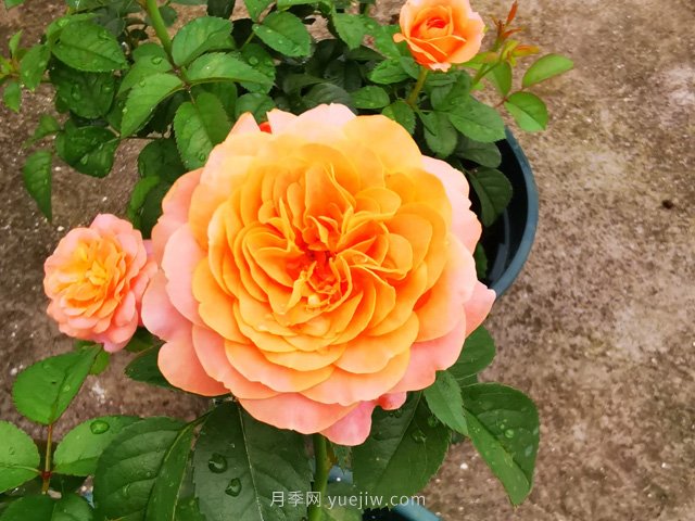 推薦5款高顏值黃色月季品種，美麗又好養(yǎng)！(圖1)