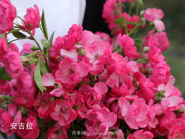 月季等10個常見花卉的科普百科(圖1)