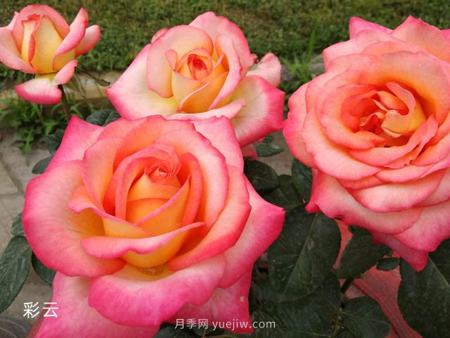 愛不起來的4種花卉，包含月季，缺點(diǎn)多于優(yōu)點(diǎn)(圖1)