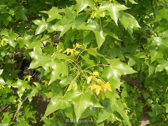 元寶楓的圖片特點(diǎn)和種植養(yǎng)護(hù)(圖1)