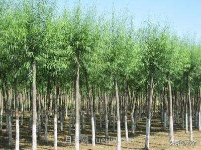 適合在農(nóng)村種植的苗木樹種有哪些？(圖4)