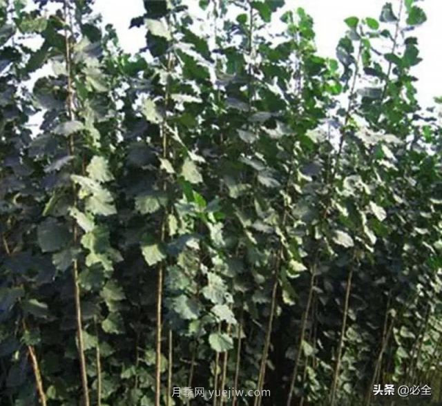 適合在農(nóng)村種植的苗木樹種有哪些？(圖2)