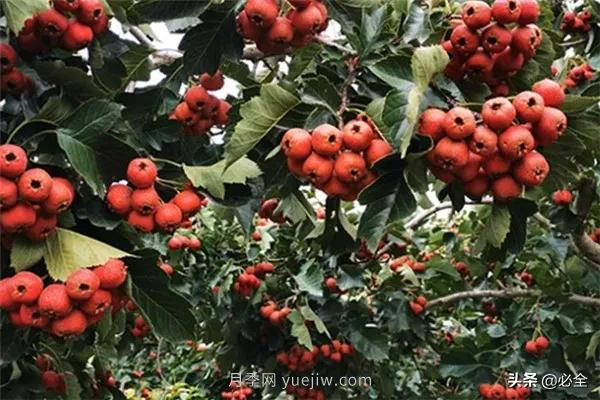 適合在農(nóng)村種植的苗木樹種有哪些？(圖3)
