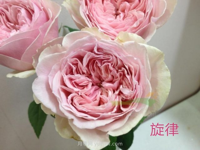 花型漂亮，8個(gè)友禪系列月季推薦(圖3)