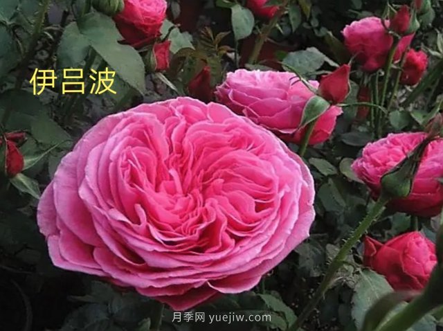 花型漂亮，8個(gè)友禪系列月季推薦(圖2)