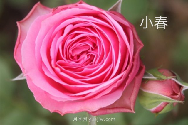 花型漂亮，8個(gè)友禪系列月季推薦(圖4)
