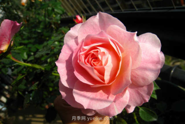 9月份如何養(yǎng)好海神王陽(yáng)臺(tái)月季(圖1)