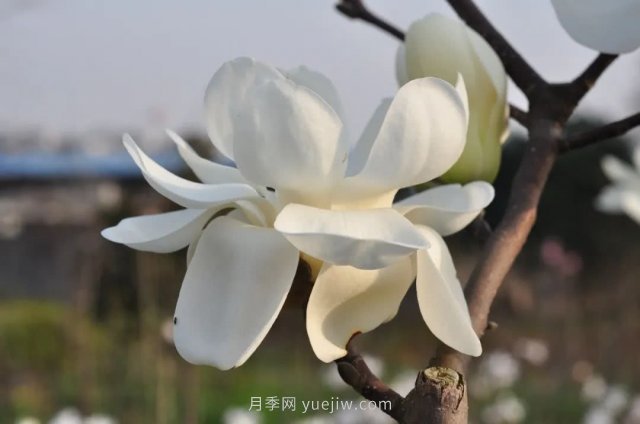 家庭玉蘭花養(yǎng)殖技術(圖1)