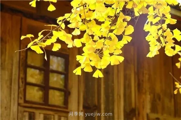 植物風(fēng)水學(xué)知識(shí)，園林人必須知道的！(圖4)