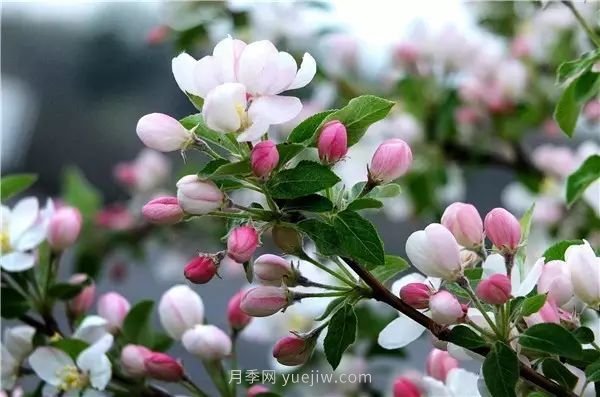 植物風(fēng)水學(xué)知識(shí)，園林人必須知道的！(圖3)