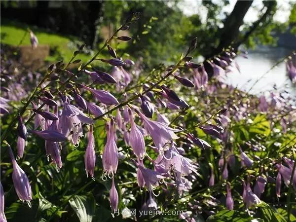 植物風(fēng)水學(xué)知識(shí)，園林人必須知道的！(圖1)