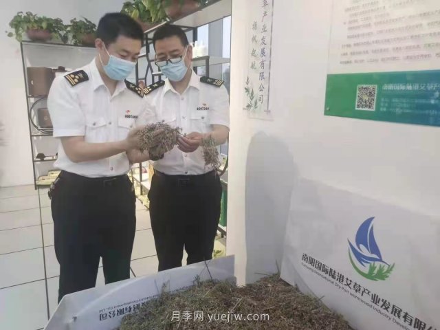 月季艾草總關(guān)情，南陽海關(guān)助力富民產(chǎn)業(yè)做優(yōu)做強(qiáng)(圖3)