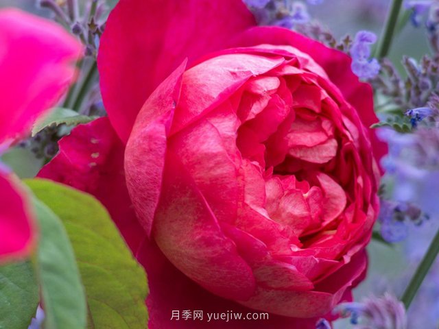 推薦3個(gè)月季品種優(yōu)缺點(diǎn)，不容錯(cuò)過的珍品月季(圖1)
