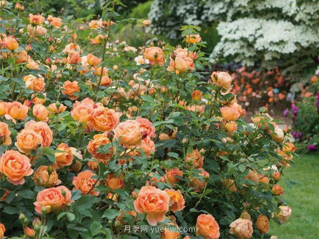 推薦3種爬藤月季，花園里輕松打造漂亮花墻(圖3)