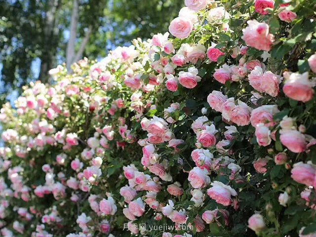 推薦3種爬藤月季，花園里輕松打造漂亮花墻(圖4)