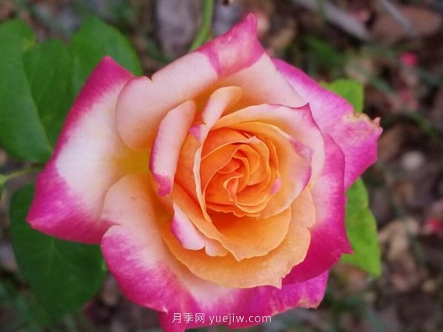 月季頻繁黑桿的三個(gè)原因和處理辦法(圖1)