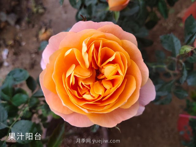 推薦3個(gè)月季品種優(yōu)缺點(diǎn)，不容錯(cuò)過的珍品月季(圖3)