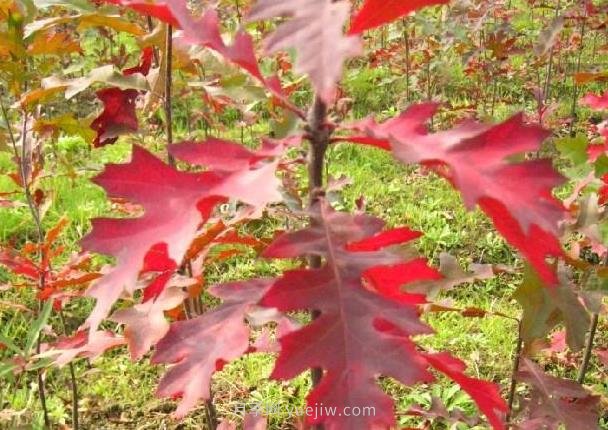 娜塔櫟如何種植養(yǎng)護(hù)？成為城市彩色行道樹(圖2)