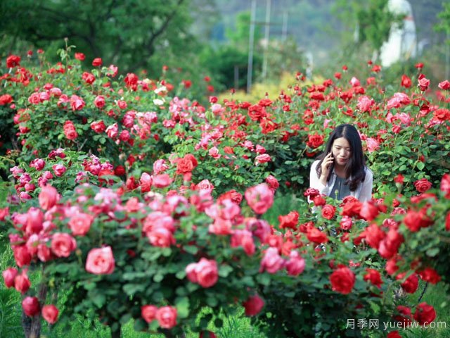 苗木行業(yè)應(yīng)該怎樣投資才有前景？(圖1)