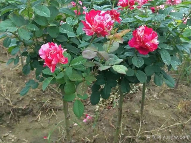 小高桿月季移植必須要帶土球嗎？(圖1)