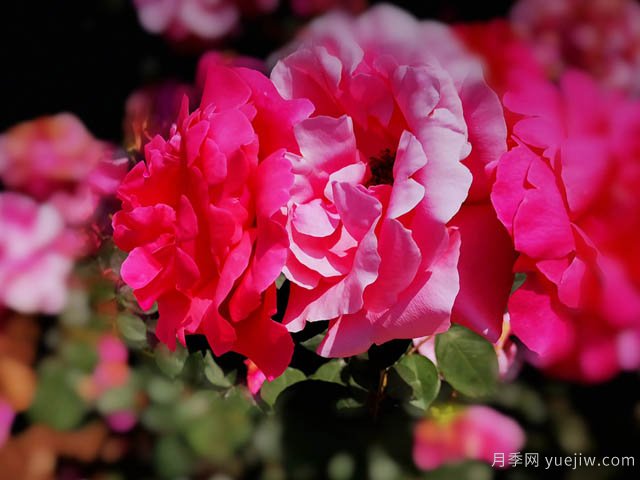 超強(qiáng)營(yíng)養(yǎng)液，幫助9月養(yǎng)好月季(圖1)