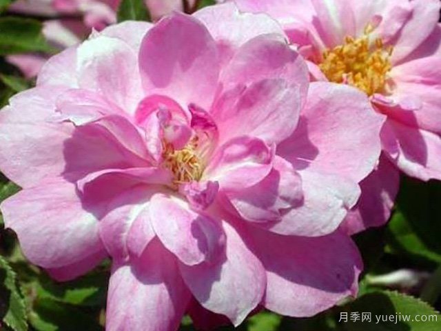 白長(zhǎng)春月季(圖1)