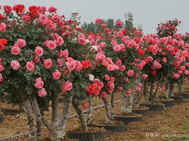 月季花可以嫁接在哪些樹(shù)？(圖1)