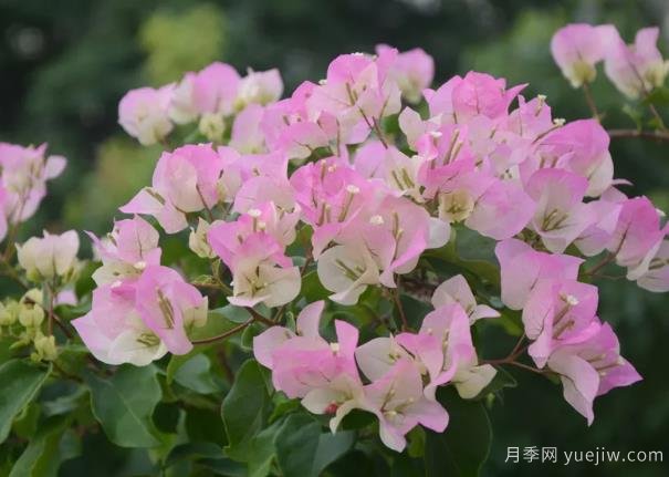 三角梅入秋管理做好4點，花開到過年(圖1)