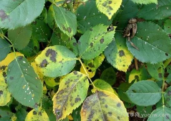 月季黑斑病為什么總是反反復(fù)復(fù)，如何解決(圖1)