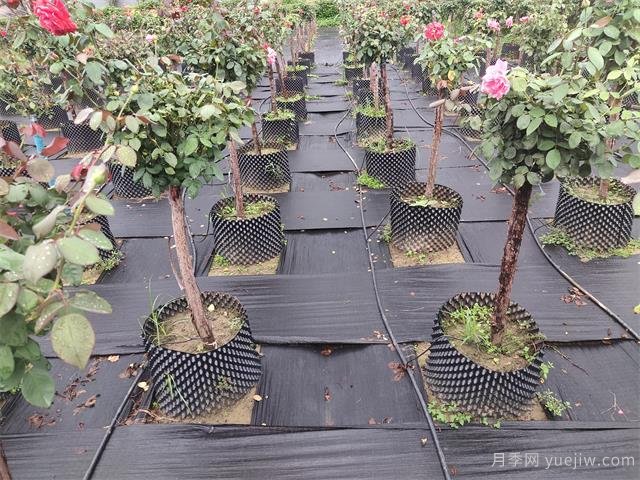 樹(shù)狀月季容器苗和假植容器苗的不同，教你分清楚(圖1)