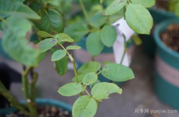 9月份月季秋剪好時機，修剪時間如何安排(圖3)