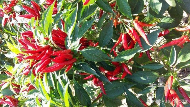 南陽市淅川縣的出名特產(chǎn)有哪些？(圖1)